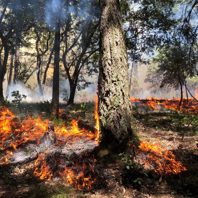 brush clearing crew working on fire break in Calgary