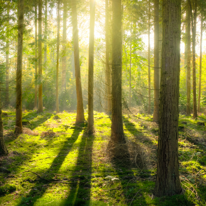 forest thinning for wildfire prevention in Red Deer